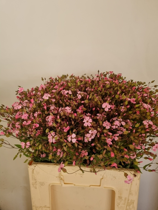 <h4>SAPONARIA OV</h4>