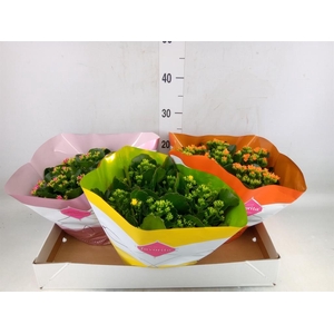 Kalanchoe blos.   ..mix 5