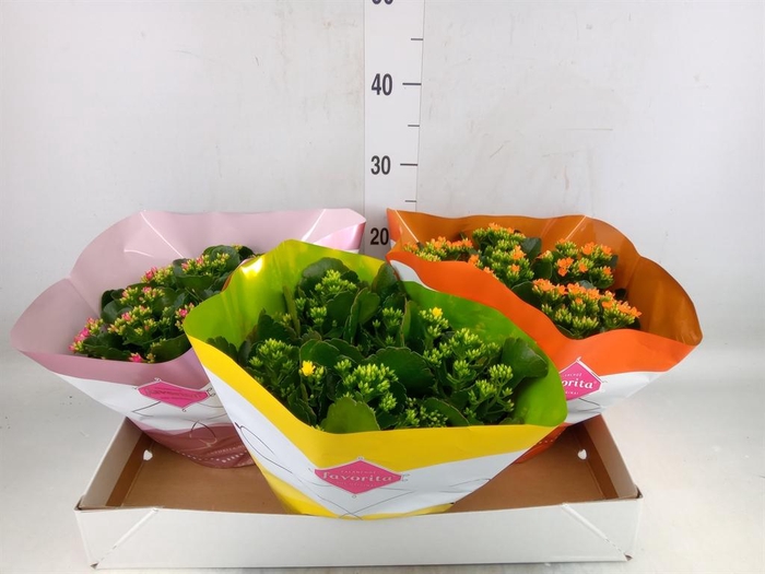 <h4>Kalanchoe blos.   ..mix 5</h4>