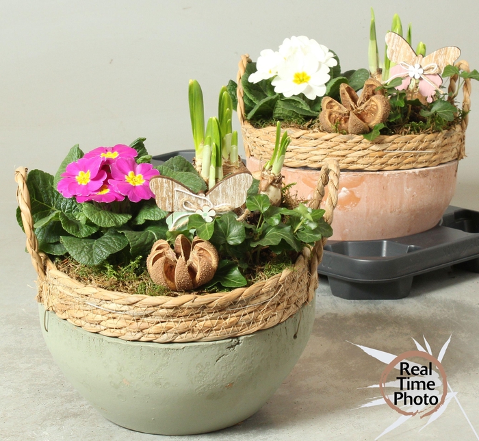 <h4>Arr Tuinplanten</h4>