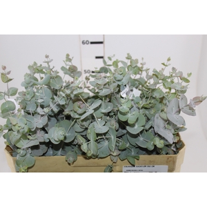 FOLHAGEM EUCAFLOR 060 CM