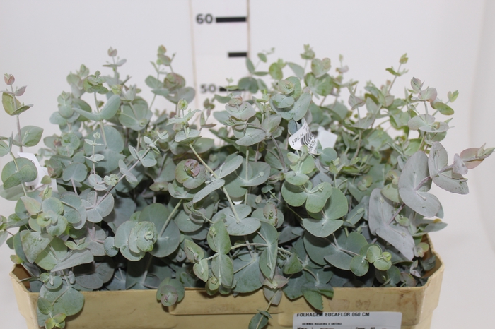 <h4>FOLHAGEM EUCAFLOR 060 CM</h4>