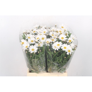 Margriet White Per Stem X25