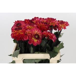 Dahlia Dancing Don