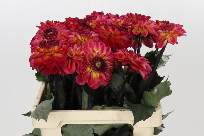 <h4>Dahlia Dancing Don</h4>