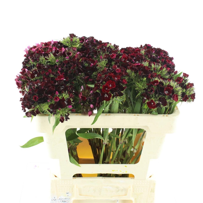 <h4>Di Barb Kiwi Dark Red</h4>