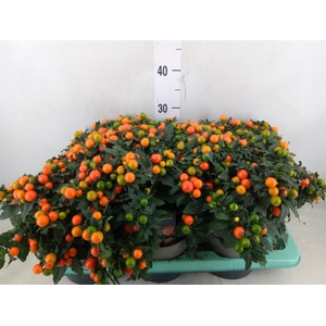Solanum pseudocapsicum