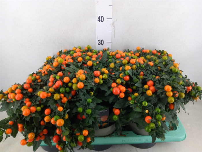 <h4>Solanum pseudocapsicum</h4>