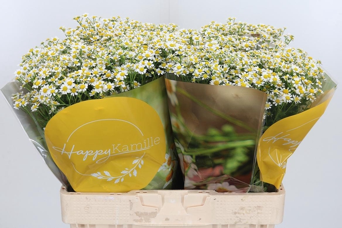 <h4>Tanacetum Pa Single Vegmo</h4>