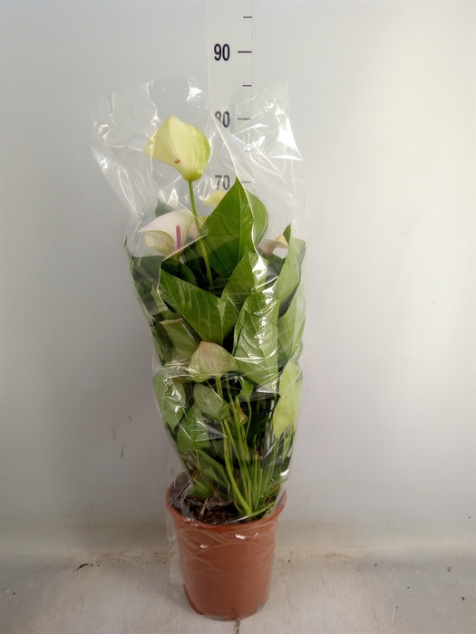 <h4>Anthurium andr. 'Fantasy Love'</h4>