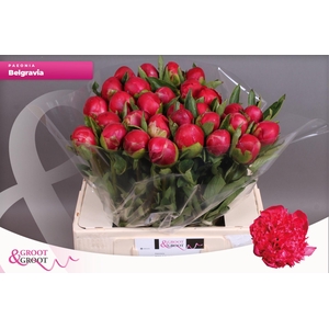 Paeonia Belgravia | Heavy Quality
