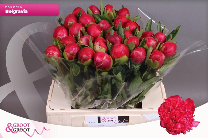 <h4>Paeonia Belgravia | Heavy Quality</h4>