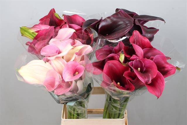 <h4>Calla Mix In Bucket Double Kallaland</h4>