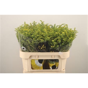 Solidago Carzan Glory