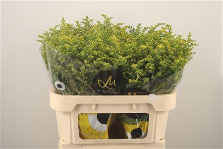 <h4>Solidago Carzan Glory</h4>