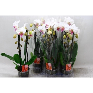 Phalaenopsis  'Elegant Cascade'