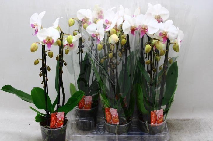 <h4>Phalaenopsis  'Elegant Cascade'</h4>