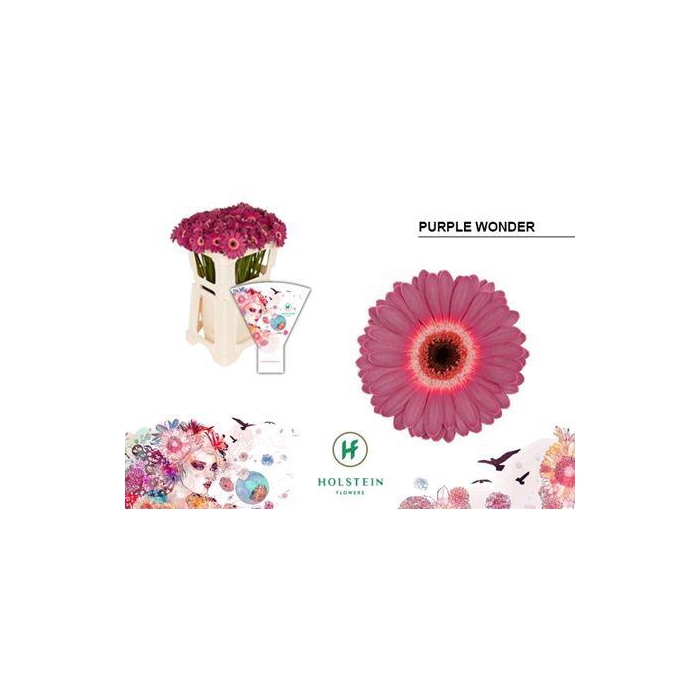 <h4>Ge Mi Purple Wonder</h4>