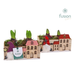 Kerst planter hout met Hyacinthus