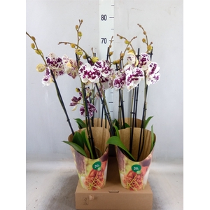 Phalaenopsis   ...white