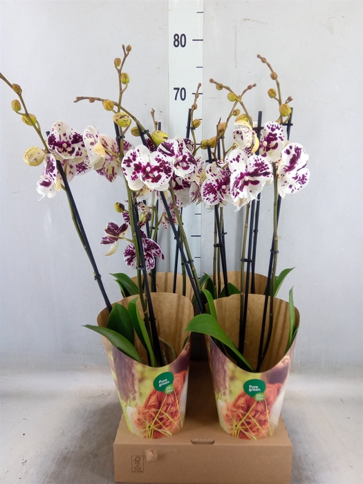 <h4>Phalaenopsis   ...white</h4>