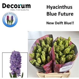 Hyac Blue Future