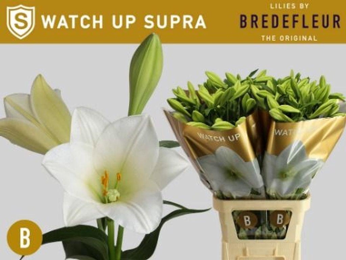 <h4>Lilium lo watch up Supra</h4>
