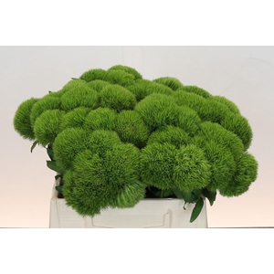 Dianthus Br Kiwi Mellow