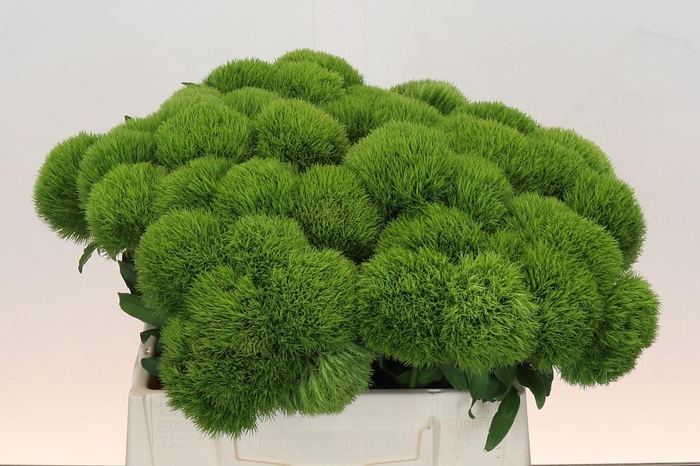 <h4>Dianthus Br Kiwi Mellow</h4>