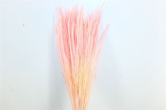 <h4>Dried Phleum L Pink Bunch</h4>