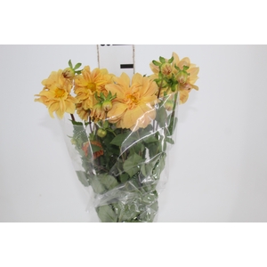 DAHLIA CARMEN 070 CM