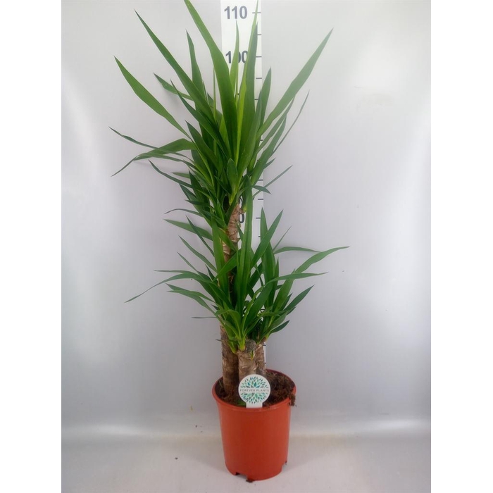 <h4>Yucca   ...</h4>