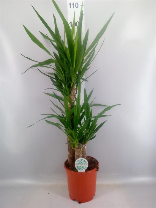 <h4>Yucca ...</h4>
