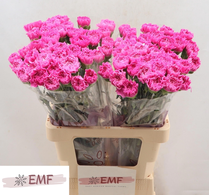 <h4>DI ST HAIKU</h4>