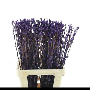 SALIX OV KLB H%