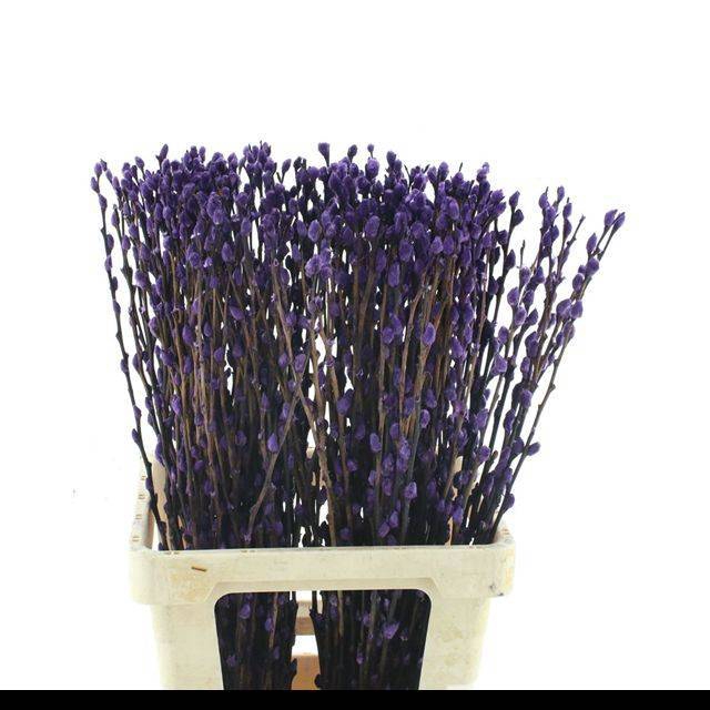 <h4>SALIX OV KLB H%</h4>