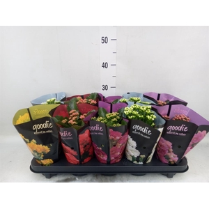 Kalanchoe blos. 'Perfecta'  ..mix 5