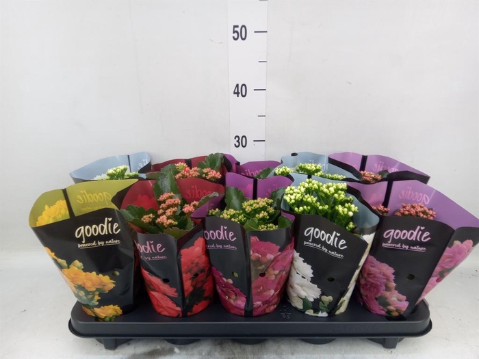 <h4>Kalanchoe blos. 'Perfecta'  ..mix 5</h4>