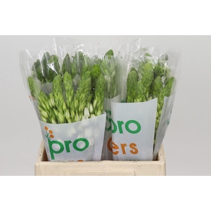 Ornithogalum thyrsoides Milky Way