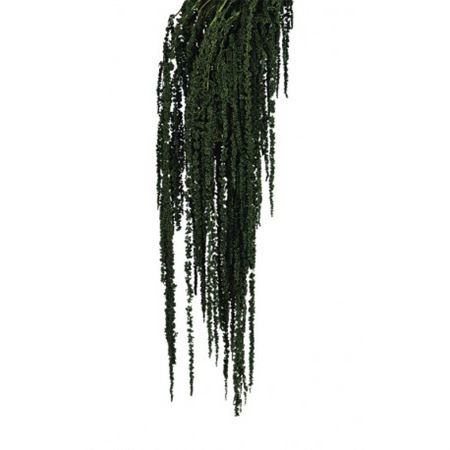 <h4>Bunch Amaranthus Caudatus Preserved L80</h4>