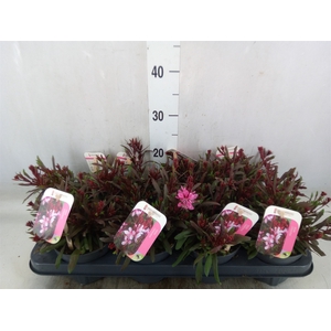 Gaura lindheimeri 'Gaudi Rose'