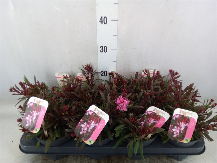 <h4>Gaura lindheimeri 'Gaudi Rose'</h4>
