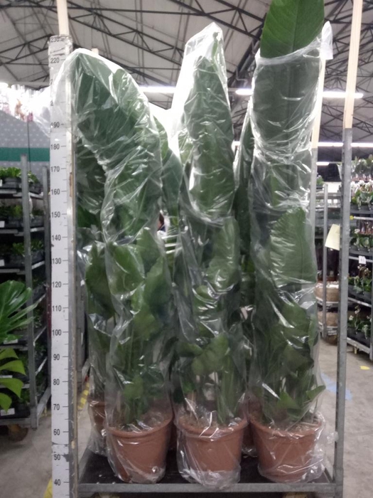 <h4>Strelitzia nicolai</h4>