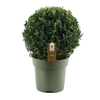 Buxus semp. Ball Ø35cm P27