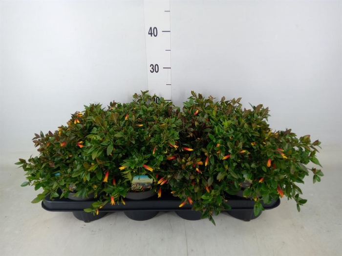 <h4>Justicia   ...</h4>