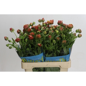 Ranunculus Butterfly Uranus