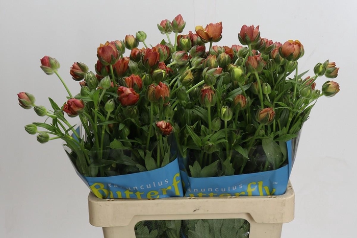 Ranunculus Butterfly Uranus