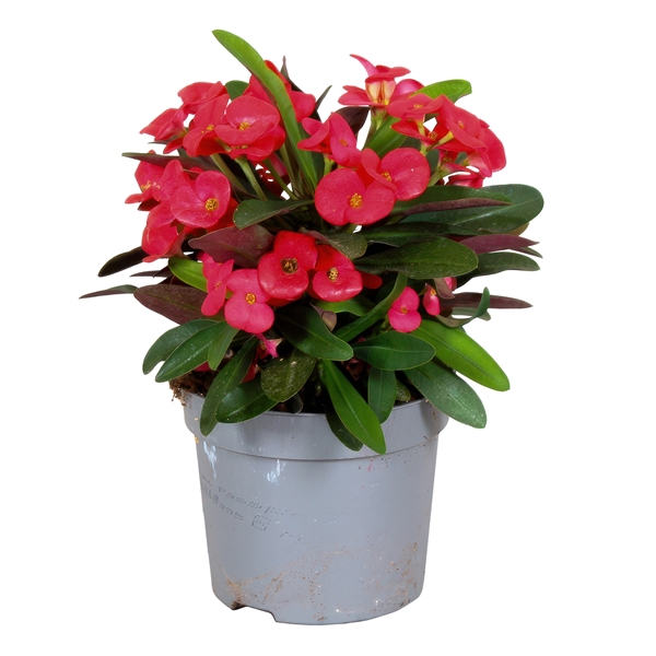 <h4>Euphorbia Milii Olympia</h4>