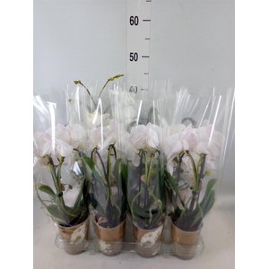 Phalaenopsis  'Elegant Cascade'