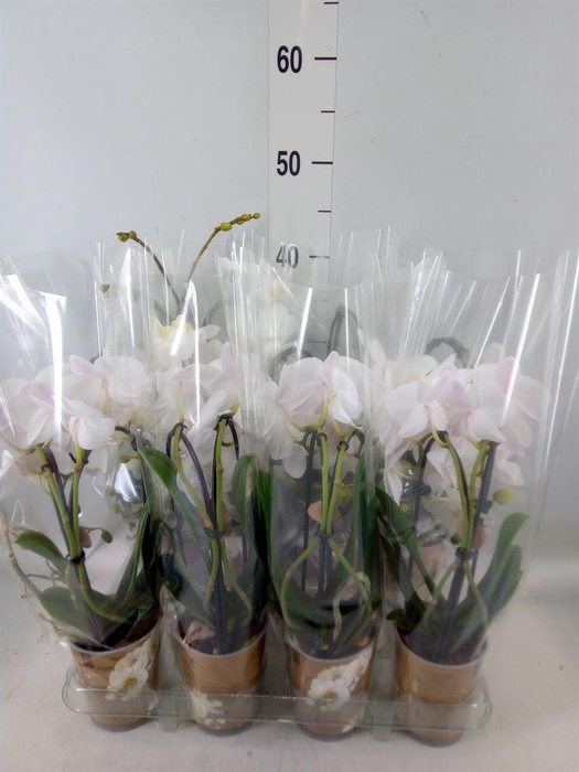 <h4>Phalaenopsis  'Elegant Cascade'</h4>